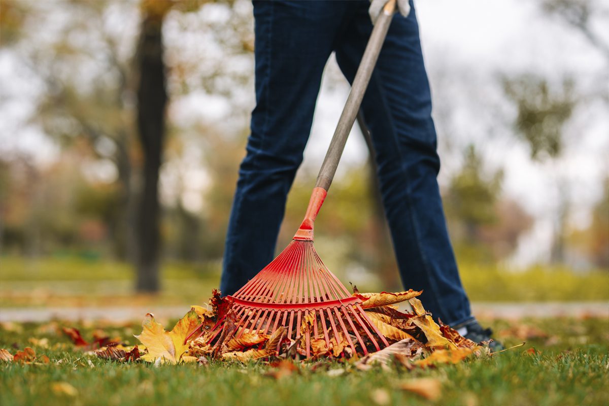 Importance and Benefits of Brush Clearing AOS Land Clearing